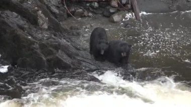 Ayılar. Alaska mı? Somon avı. Vahşi ayılar hızlı akan nehirde balık avlar.