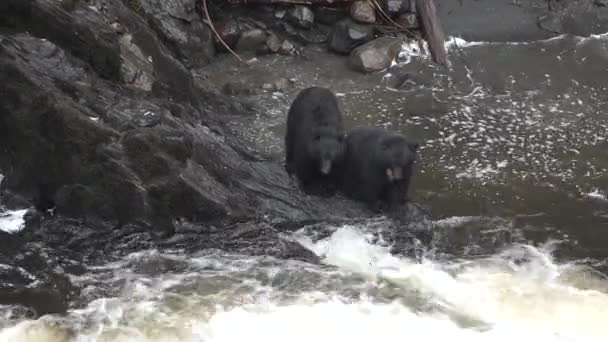 Björnar. Alaska. Laxjakt. Vilda björnar jagar fisk i strömmande flod — Stockvideo