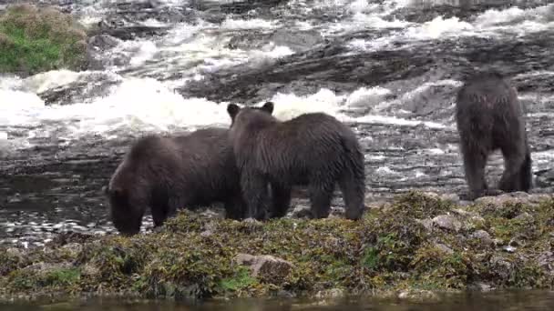 Des ours. Alaska. Chasse au saumon. Ours sauvages à la recherche de poissons dans une rivière à écoulement rapide — Video