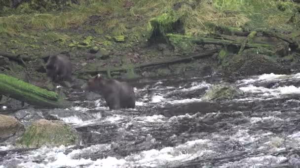 Björnar. Alaska. Laxjakt. Vilda björnar jagar fisk i strömmande flod — Stockvideo