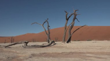 Namibya. Afrika. Ünlü sonsuz kum denizindeki ölü ağaçların manzarası ve güneşli çöldeki kırmızı kum tepeleri.