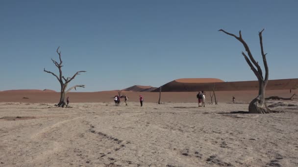 Намібія. Африка. Погляд на мертві дерева у знаменитому безконечному піщаному морі та пустелі Соссуфлей Наміб на сонячні дюни. — стокове відео