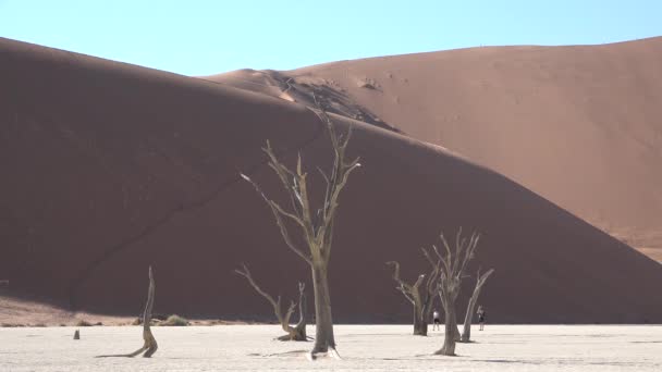 Namibia. Africa. View of dead trees in famous endless sand sea and Sossusvlei Namib Desert red sand dunes on sunny — Stock Video