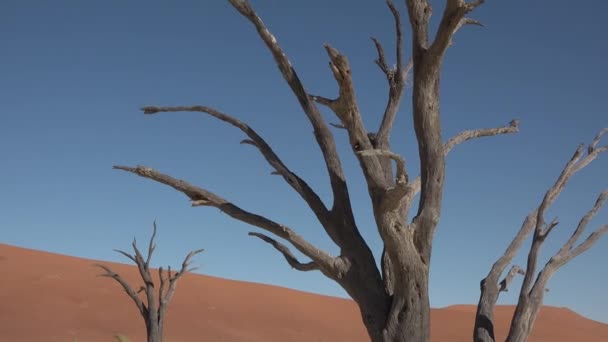 Namibia. Afrika. Utsikt över döda träd i berömda ändlösa sandhavet och Sossusvlei Namib Ökenröda sanddyner på soliga — Stockvideo