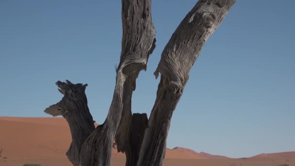 Namibië. Afrika. Zicht op dode bomen in de beroemde eindeloze zandzee en Sossusvlei Namib Woestijnrode zandduinen op zonnige — Stockvideo