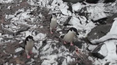 Penguenler. Antarktika. Çakıl tepelerinde dinlenen bir sürü Adelie pengueni var. Hope Körfezi 'ndeki kayalıklarda penguenler