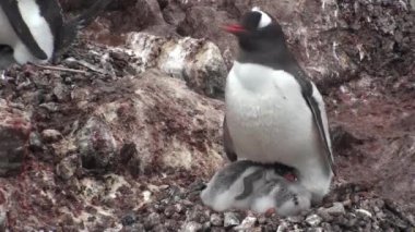 Penguenler. Antarktika. Çakıl tepelerinde dinlenen bir sürü Adelie pengueni var. Hope Körfezi 'ndeki kayalıklarda penguenler