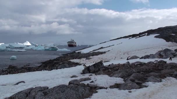 Pinguins. Antártica. Há um monte de pinguins Adelie descansando nos montes de cascalho. Pinguins em rochas em Hope Bay — Vídeo de Stock