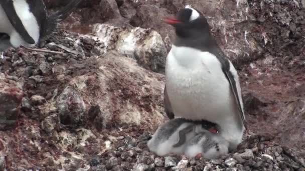 पेंगुइन। अंटार्कटिका। बजरी के मैदानों पर बहुत सारे एडीली पेंगुइन आराम कर रहे हैं। होप बे में चट्टानों पर पेंगुइन — स्टॉक वीडियो