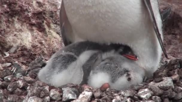 Pinguini. Antartide. Ci sono un sacco di pinguini Adelie appoggiati sui cumuli di ghiaia. Pinguini sulle rocce a Hope Bay — Video Stock