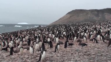 Penguenler. Antarktika. Çakıl tepelerinde dinlenen bir sürü Adelie pengueni var. Hope Körfezi 'ndeki kayalıklarda penguenler