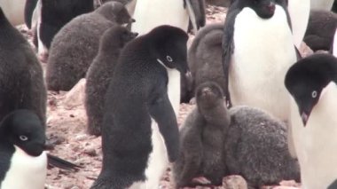 Penguenler. Antarktika. Çakıl tepelerinde dinlenen bir sürü Adelie pengueni var. Hope Körfezi 'ndeki kayalıklarda penguenler