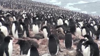Penguenler. Antarktika. Çakıl tepelerinde dinlenen bir sürü Adelie pengueni var. Hope Körfezi 'ndeki kayalıklarda penguenler