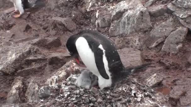 Penguenler. Antarktika. Çakıl tepelerinde dinlenen bir sürü Adelie pengueni var. Hope Körfezi 'ndeki kayalıklarda penguenler — Stok video