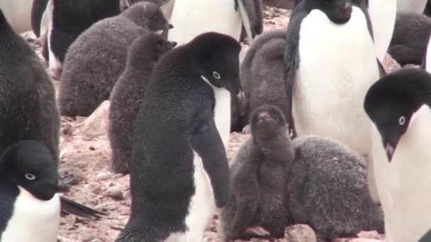 Tučňáci. Antarktida. Na štěrkových pahorcích odpočívá spousta tučňáků z Adelie. Tučňáci na skalách v Hope Bay — Stock video