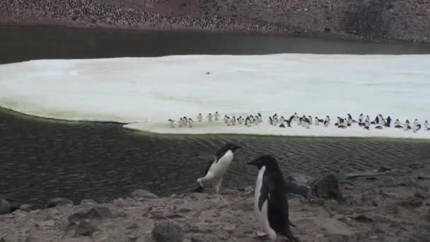 Pingüinos. Antártida. Hay muchos pingüinos Adelie descansando en los montículos de grava. Pingüinos en rocas en Hope Bay — Vídeo de stock