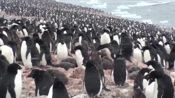 Pingüinos. Antártida. Hay muchos pingüinos Adelie descansando en los montículos de grava. Pingüinos en rocas en Hope Bay — Vídeo de stock