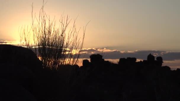 Namibie. L'Afrique. Un aloès. Coucher de soleil coloré — Video