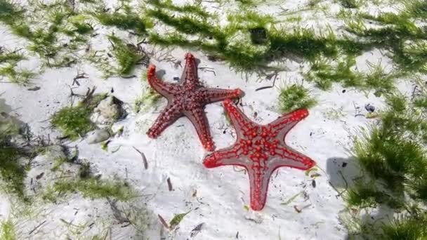 桑给巴尔。一种五彩斑斓的海星- -牡蛎网，缓慢地爬过印度洋浅滩沙质的海底. — 图库视频影像