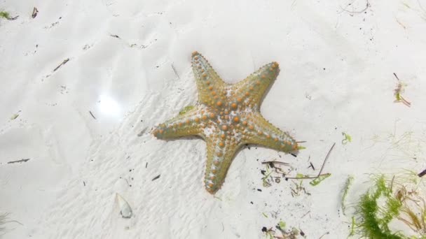 Ζανζιβάρη. Ένας πολύχρωμος αστερίας, ο Oreaster reticulatus, σέρνεται αργά σε ένα ρηχό, αμμώδες βυθό στον Ινδικό Ωκεανό. — Αρχείο Βίντεο