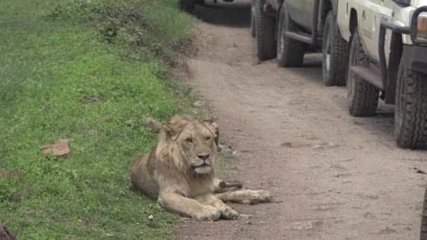Africa. Safari. Lions in the savannah. — Stock Video