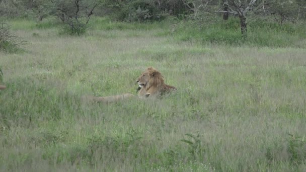 África. Safari. Leões na savana. — Vídeo de Stock