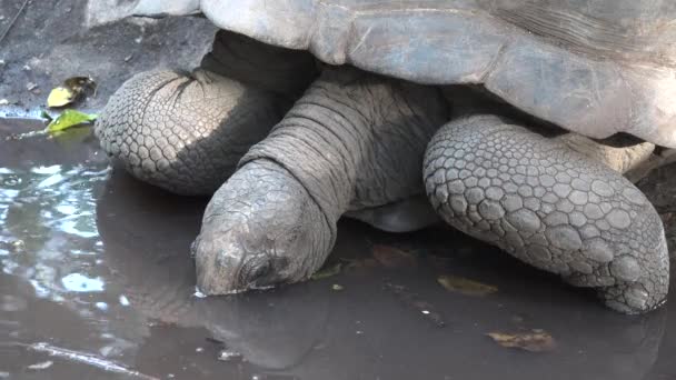 Zanzíbar. Una enorme tortuga bebe agua de un estanque. — Vídeos de Stock