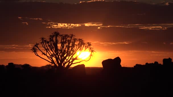 Намібія. Ландшафт з дерева на заході сонця (ПАР).. — стокове відео