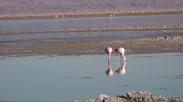 Chili. Landschappelijk landschap van de Atacama woestijn — Stockvideo