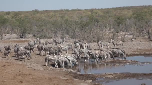 Άγρια ζωή. Ζώα. Herd of Zebra πόσιμο νερό από μια λίμνη στο Εθνικό Πάρκο Etosha, Ναμίμπια. — Αρχείο Βίντεο