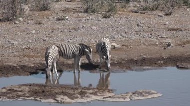 Vahşi yaşam. Hayvanlar. Zebra sürüsü, Namibya 'daki Etosha Ulusal Parkı' ndaki bir gölden su içiyor..