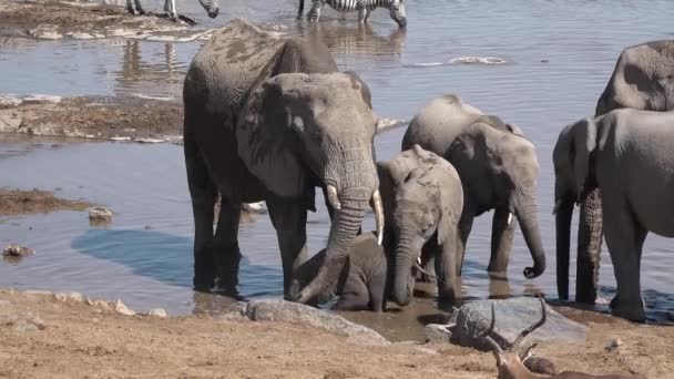 Dzika przyroda. Zwierzęta. Stado słoni pijących wodę ze stawu w Parku Narodowym Etosha, Namibia. — Wideo stockowe
