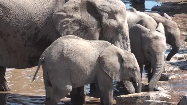 Dzika przyroda. Zwierzęta. Stado słoni pijących wodę ze stawu w Parku Narodowym Etosha, Namibia. — Wideo stockowe