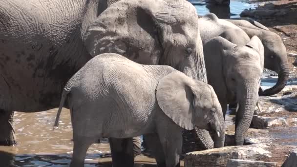 Africa. Elephants drink water from a pond in the savannah. — Stock Video