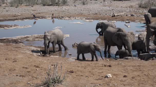 África. Elefantes bebem água de uma lagoa na savana. — Vídeo de Stock