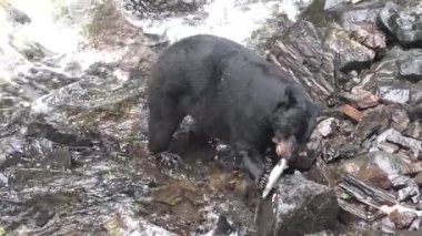 Vahşi yaşam. Kahverengi ayı vahşi Amerika nehrinde balık avlıyor.