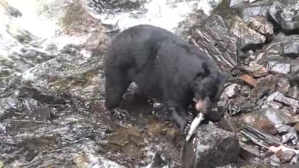 野生动物。北美阿拉斯加州野生大河中的棕熊在野外捕猎 — 图库视频影像