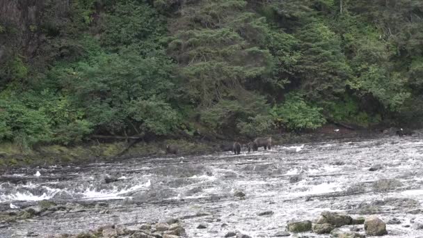 Vida selvagem. Urso marrom na caça selvagem para peixes rio selvagem Alaska America — Vídeo de Stock