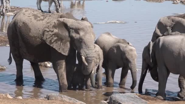 Gajah. Keluarga Gajah Afrika di lapangan dekat sungai kecil minum. — Stok Video