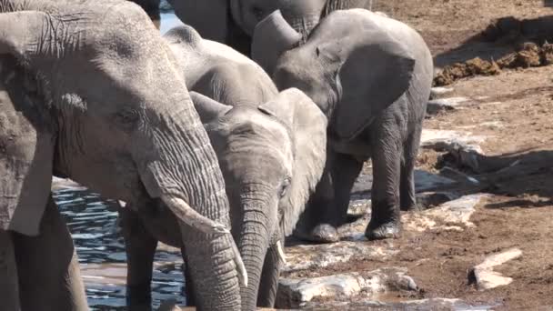 Elefantes. Familia de elefantes africanos en el campo cerca de un pequeño río bebiendo. — Vídeos de Stock