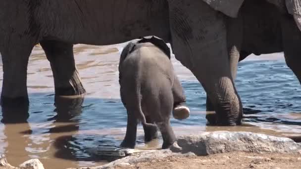 Olifanten. Familie van Afrikaanse olifanten in het veld in de buurt van een kleine rivier drinken. — Stockvideo