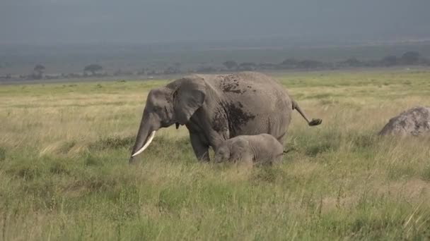 Olifanten. Familie van Afrikaanse olifanten in het veld in de buurt van een kleine rivier drinken. — Stockvideo