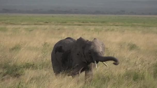 Olifanten. Familie van Afrikaanse olifanten in het veld in de buurt van een kleine rivier drinken. — Stockvideo