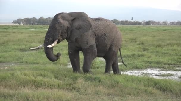 Elefantes. Familia de elefantes africanos en el campo cerca de un pequeño río bebiendo. — Vídeo de stock