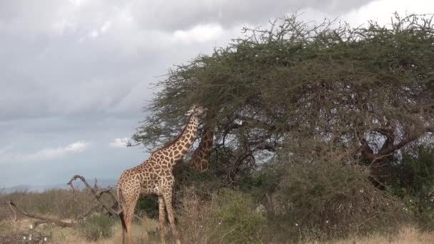 Giraffen. Een familie giraffen wandelt over de savanne en eet boombladeren. — Stockvideo