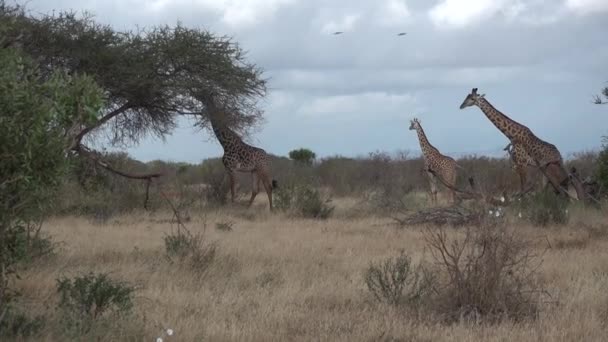 Giraffen. Een familie giraffen wandelt over de savanne en eet boombladeren. — Stockvideo