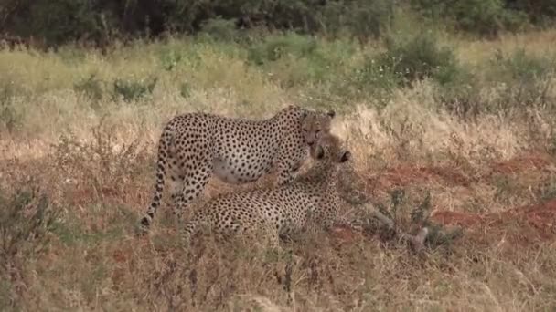 Cheetah. African predator rests after hunting — Stock Video