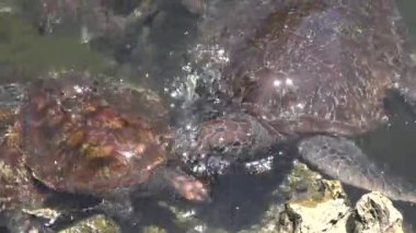 Vahşi yaşam. Dev bir kaplumbağa ot yer..