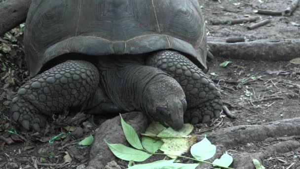 Vida silvestre. Una tortuga gigante come hierba. — Vídeos de Stock