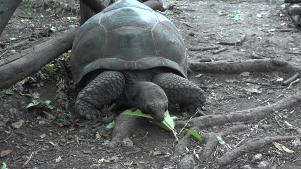 Wilde dieren. Een reuzenschildpad eet gras. — Stockvideo